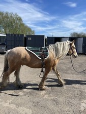 New bareback pad with free girth and stirrups non slip SALE One Size