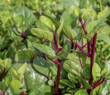 Red Vine Malabar Spinach