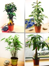 1 POT OF TABLE PLANT INDOOR