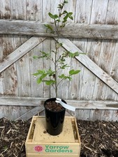 Green beech tree fagus - beech,