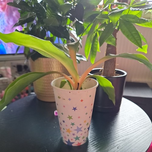 Spider plant fire - plant, flash