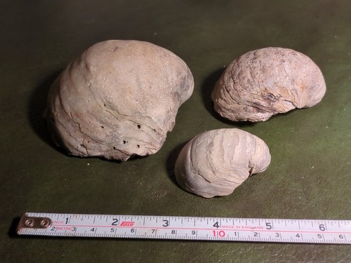 Fossil lamellibranchs - fossil,