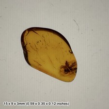 Baltic amber with Fly fossil
