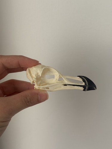 Subadult raxorbill skull - subadult,