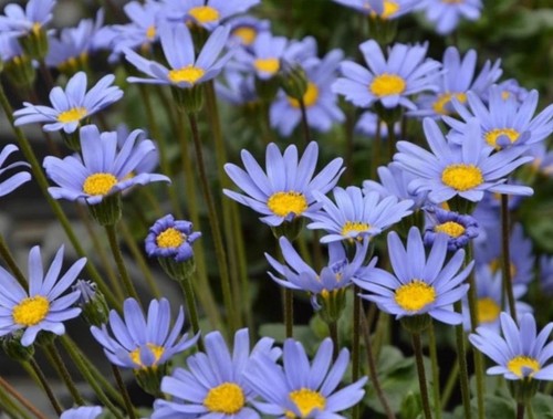 Felicia amelloides blue - felicia,