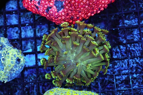 Neon green tip goniopora coral - neon,
