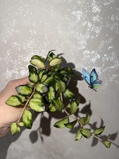 Hoya Lacunosa Bruno Fresh