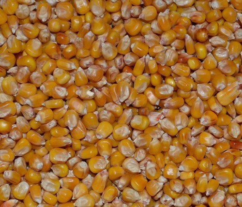 Whole maize poultry - whole, food