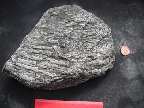 Large slab fossil crinoid - large, of