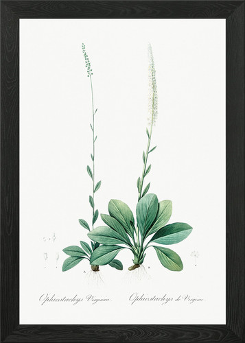 Botanical illustration - botanical,