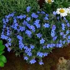 Lithodora diffusa Grace Ward