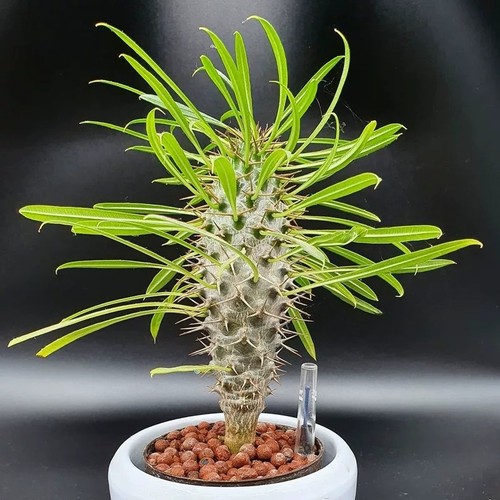 10cm pachypodium lamerei drake - pachypodium,