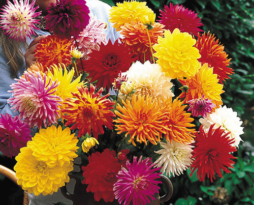 Large dahlia plants - large,