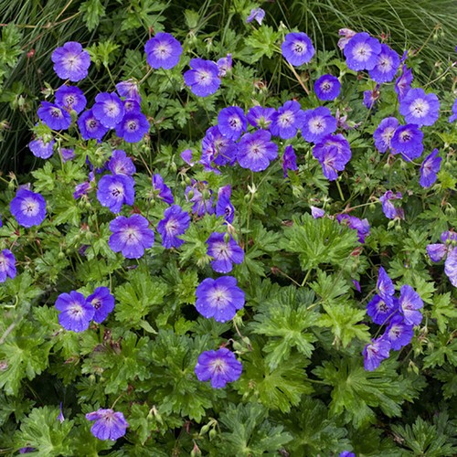 Perennial plant geranium - plant,,