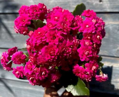 Potted calandiva long - potted,