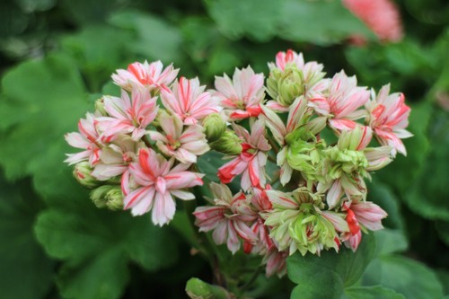 Pelargonium swiss star zonal - swiss,