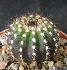 Uebelmannia Pectinifera superb seed-grown 3.5cm collectors Brazilian cactus