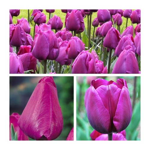 Negrita tulips flower - tulips, bulbs