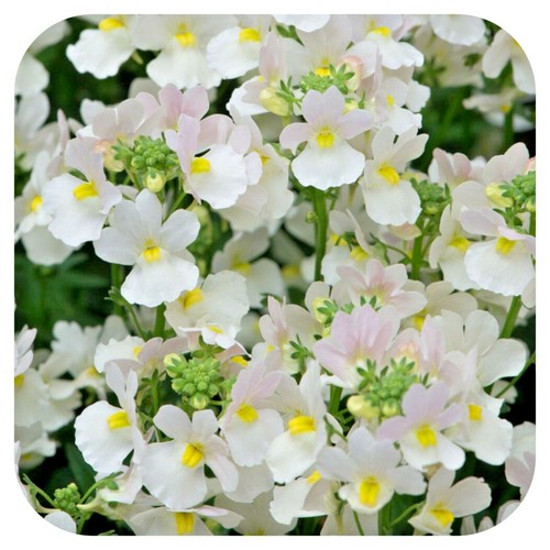 Nemesia scented wisley - nemesia,