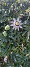 1 new passion flower