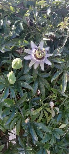 New passion flower - 1,