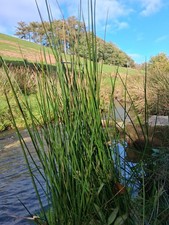 10x Bareroot Soft Rush Plants For Koi Carp Ponds Bog Garden UK Native Wet Ground