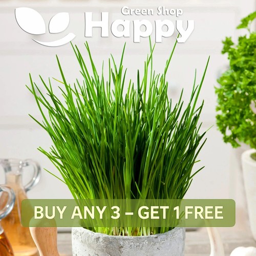 Chives bohemia 1000 - 1000, herb