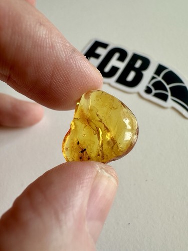 Baltic amber with mosquito - baltic,