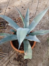 Giant Agave. Up To 1metre In