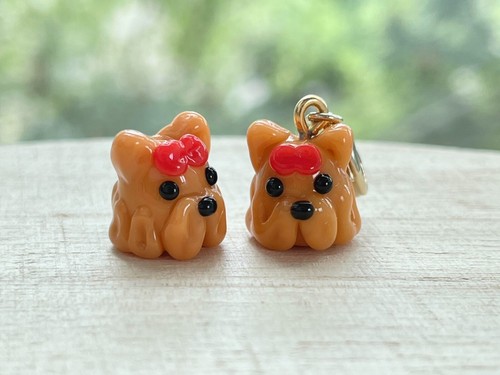 Yorkshire terrier dog - yorkshire, glass