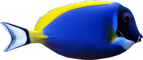 Full colour marine fish tile - full,