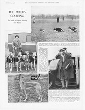 COURSING Greyhounds in Meeting