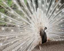 *5* Cameo Peacock Peafowl