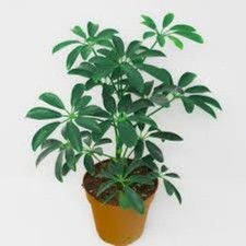 Schefflera arboricola (Dwarf