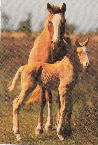 Haflinger postcard horse - postcard, *