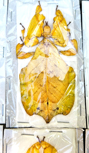 Phyllium pulchrifolium large - phyllium,