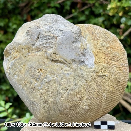 Rare fossil nautilus - fossil,