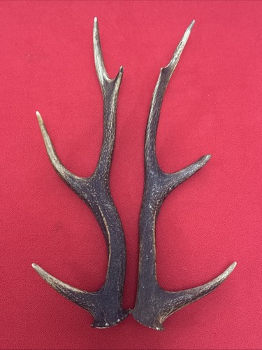 Pair sika deer - pair, antlers