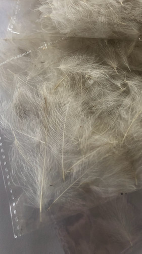 Cdc feathers fly - feathers,