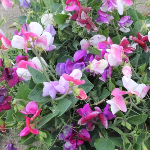 Sweet pea dwarf lathyrus - sweet,