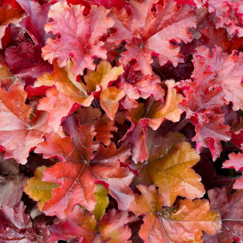 Large plant heuchera - 1, plant�heuchera