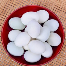 20 Pcs Plastic Pigeon Eggs Simulated Bird Eggs Parrot Cockatiel Eggs