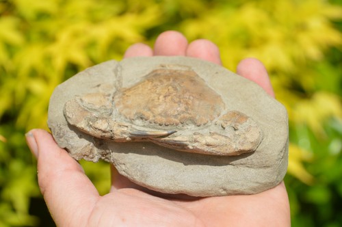Lovely rare fossil crab - ,
