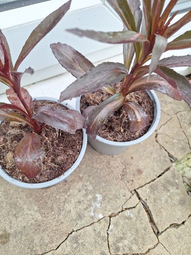 Lobelia speciosa plants - lobelia,