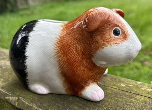 Tri colour guinea pig money - colour,