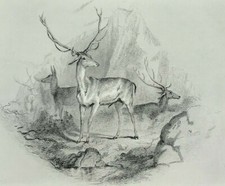 Deer In the Glen Edwin Landseer Large Engraved Print with text 1869