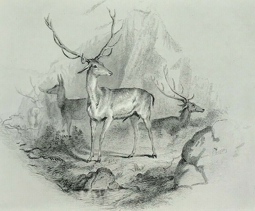 Deer the glen edwin - deer,