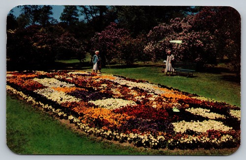 1957 lilac bushes display - lilac,