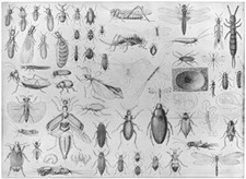 ENTOMOLOGY. Termite Mantis insect Cricket Locust Earwig worm beetle tick 1907