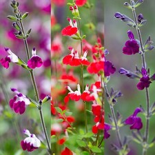 Salvia 3 Plant Mix in 9cm Pots - Summer Flowering Scented Sage Perennials
